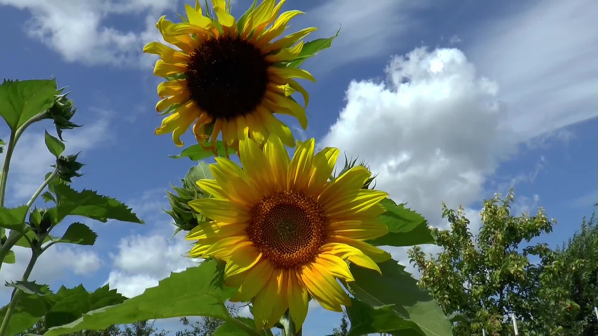 阳光下摇摆的向日葵视频的预览图