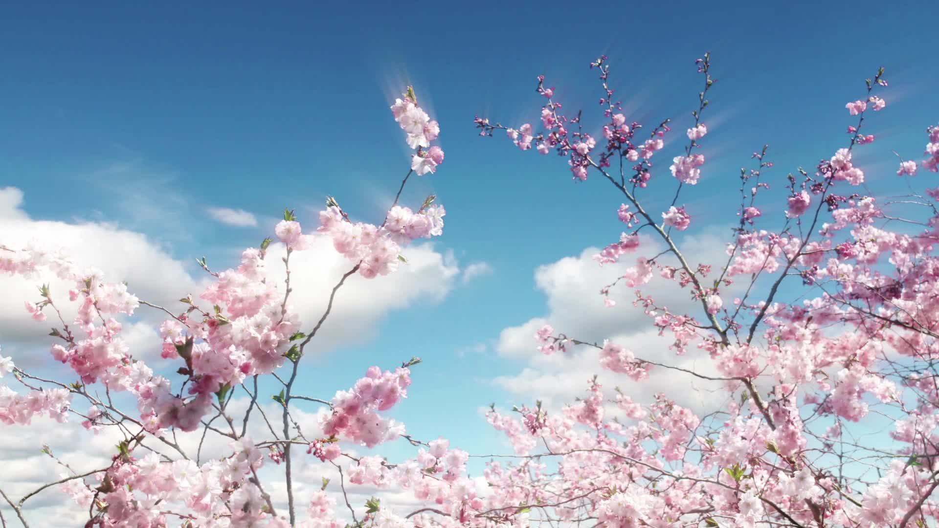 桃花朵朵视频的预览图
