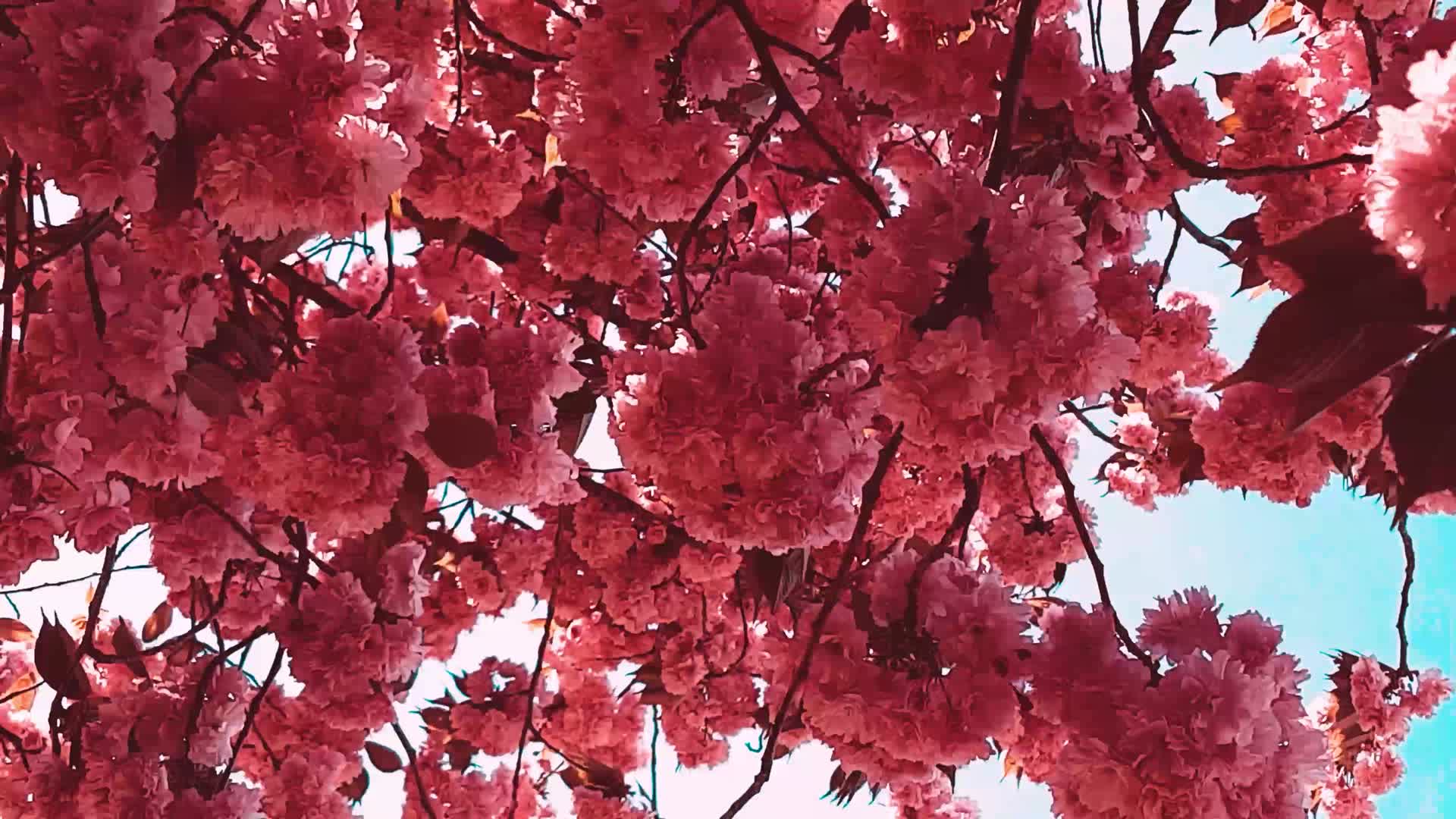 满树的红色花视频的预览图