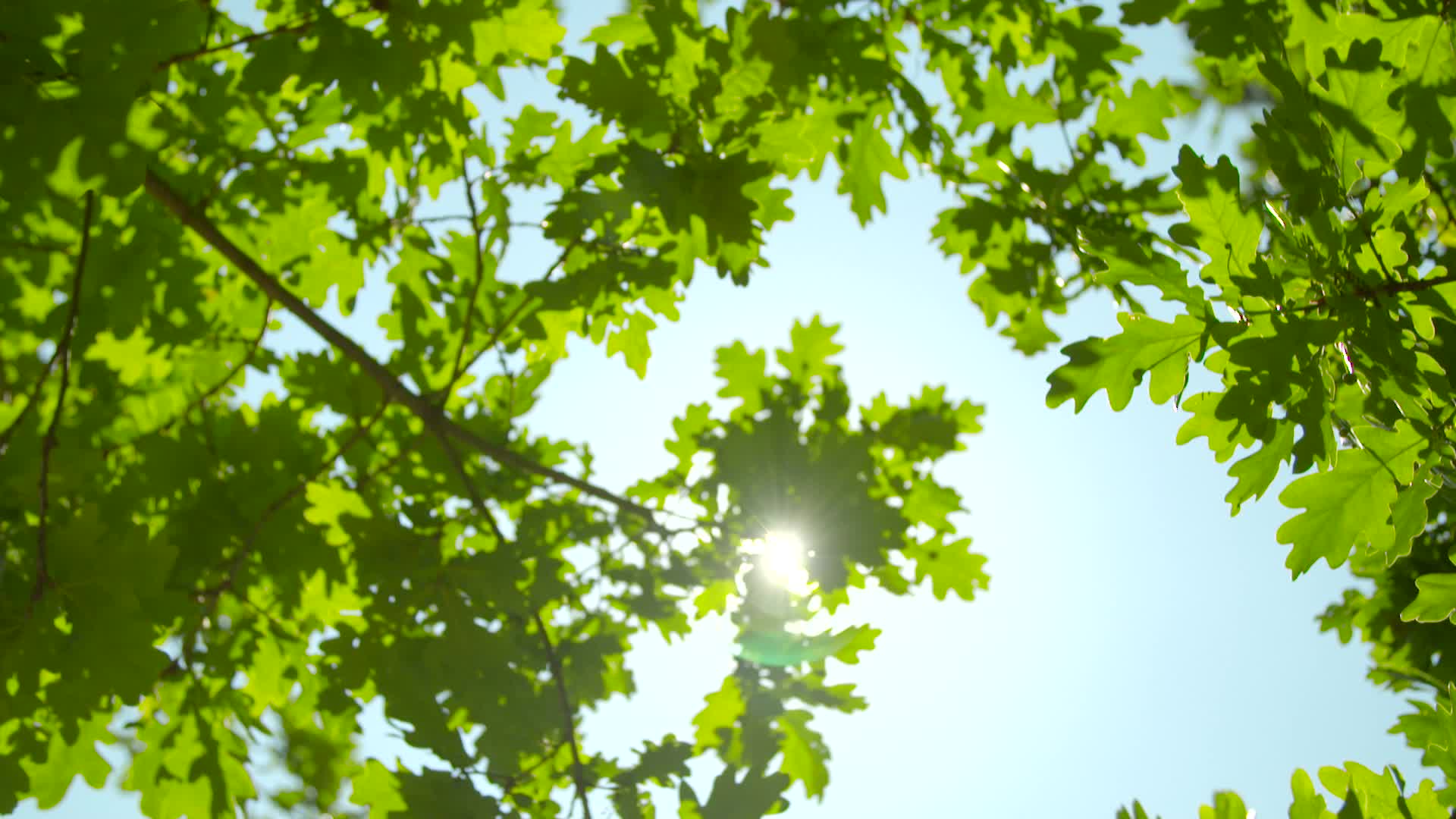 阳光下的绿色树叶视频的预览图