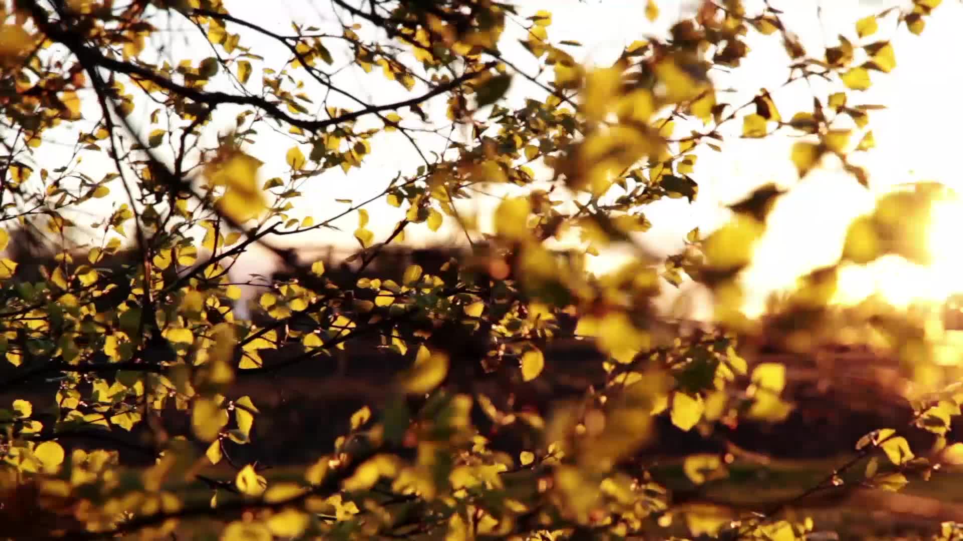 阳光下随风摇摆的金色树叶视频的预览图