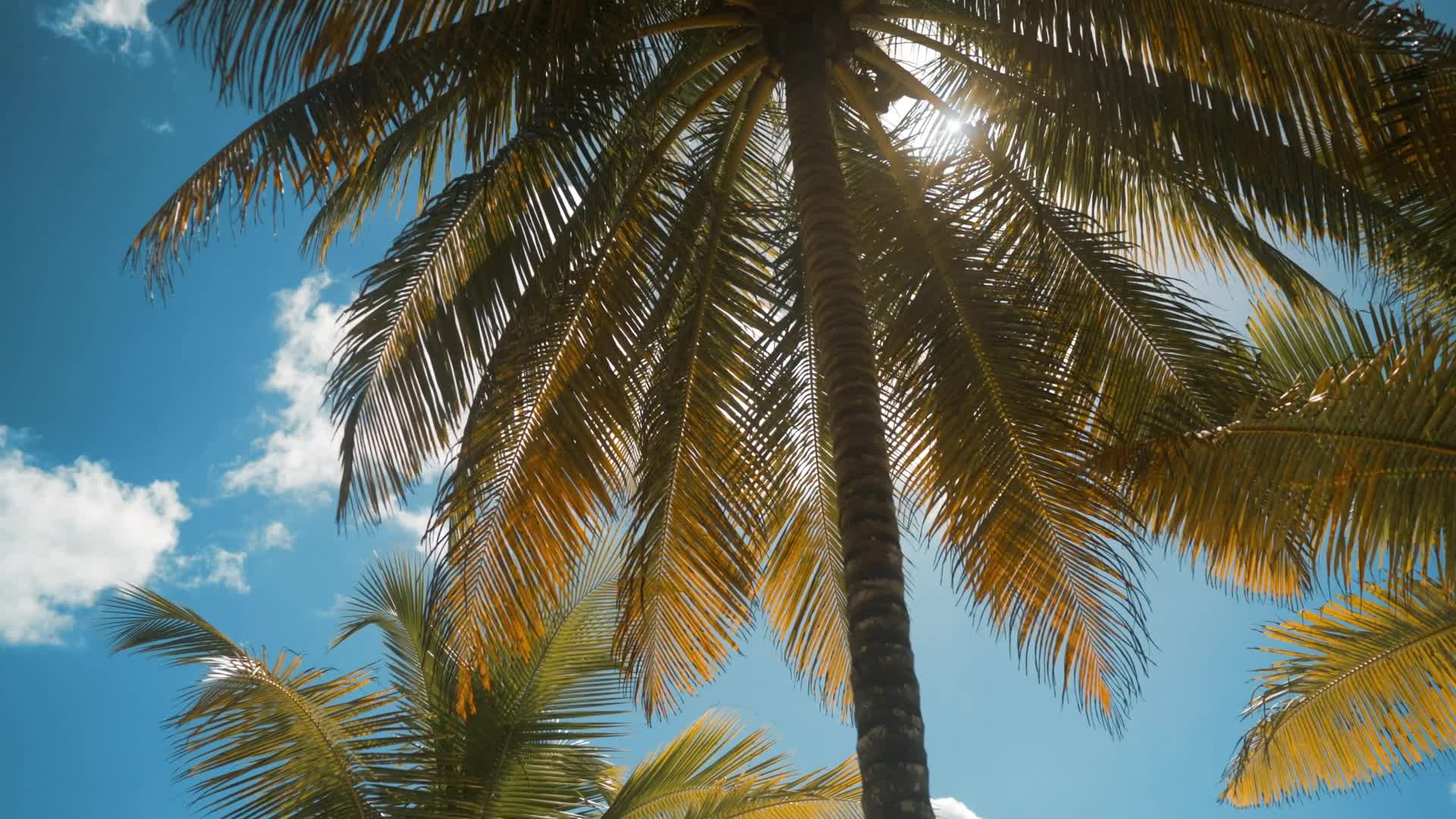 阳光下随风摇摆的椰子树视频的预览图