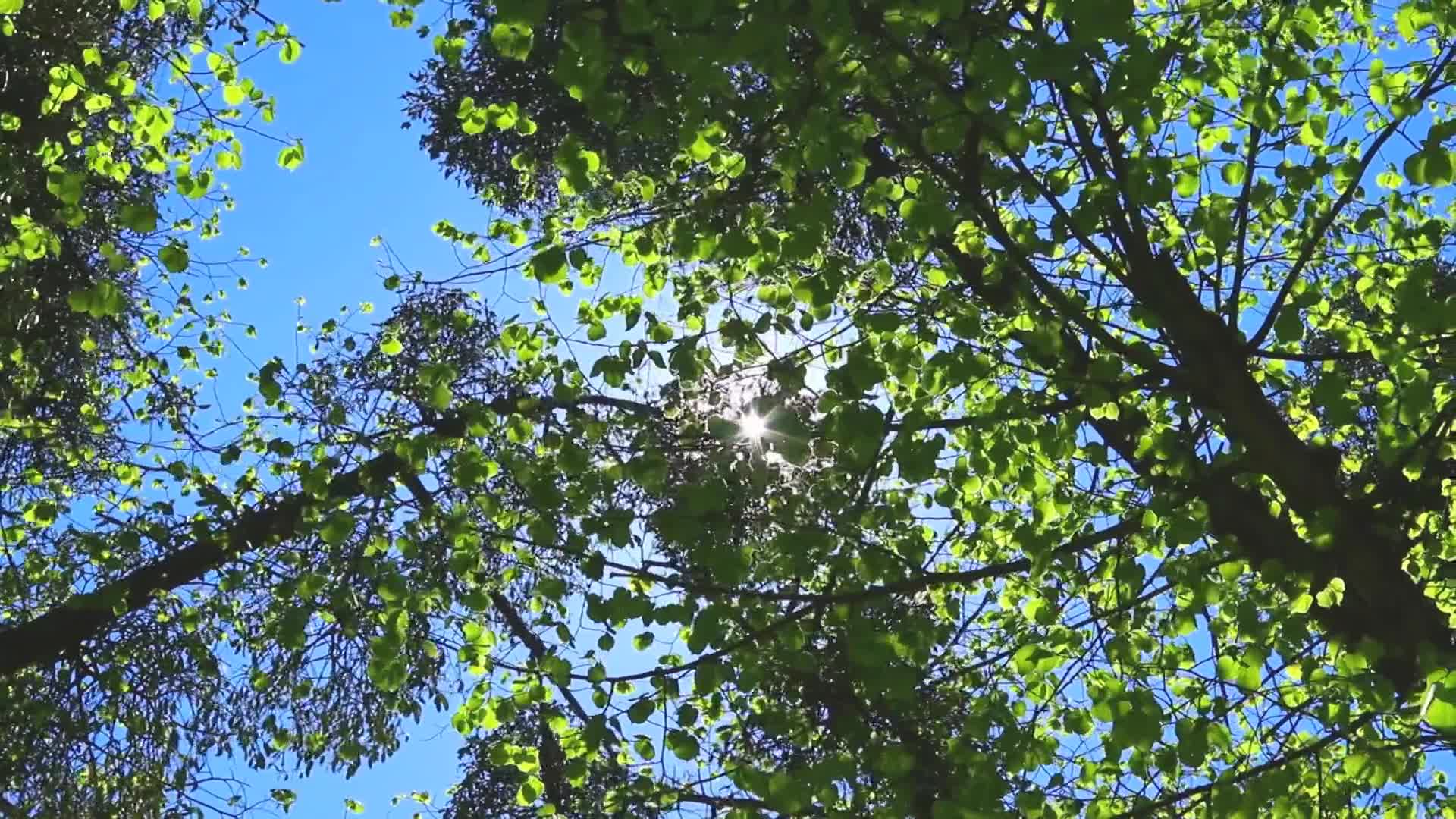 阳光下随风摇曳的绿色树叶视频的预览图