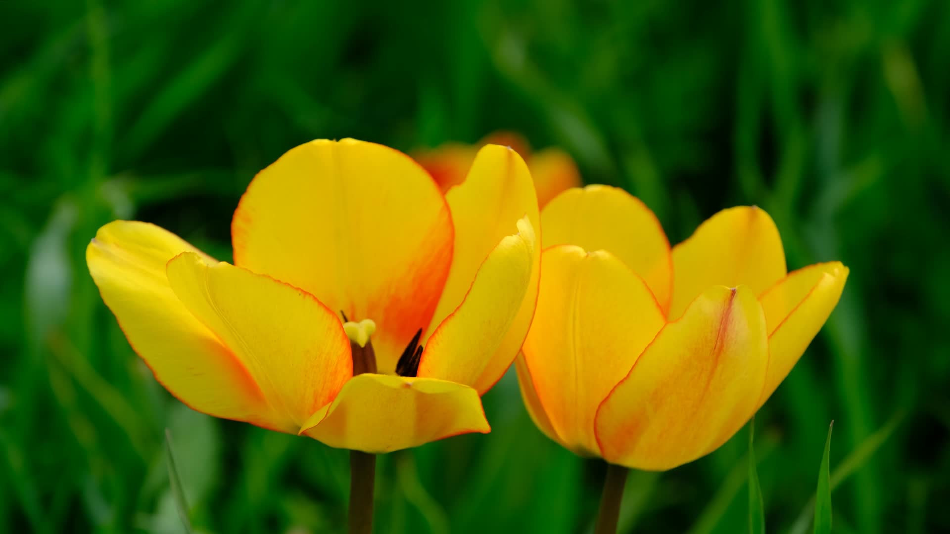 春天黄色郁金香开花视频的预览图