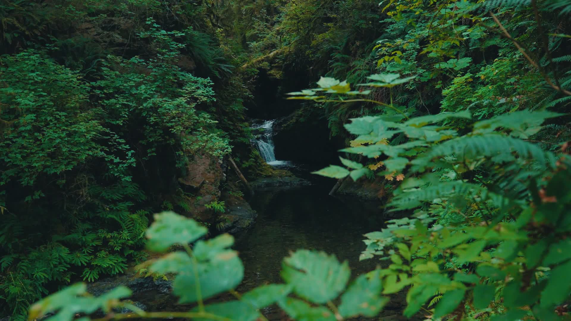 森林里的小瀑布溪流视频的预览图