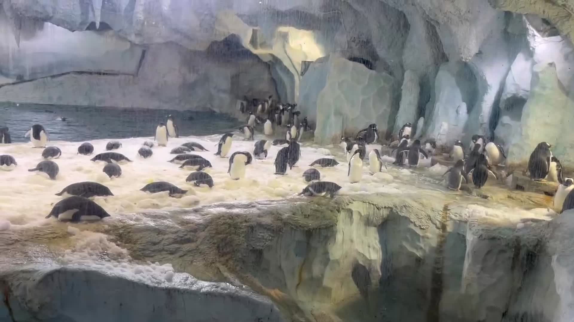 海洋馆企鹅群视频的预览图