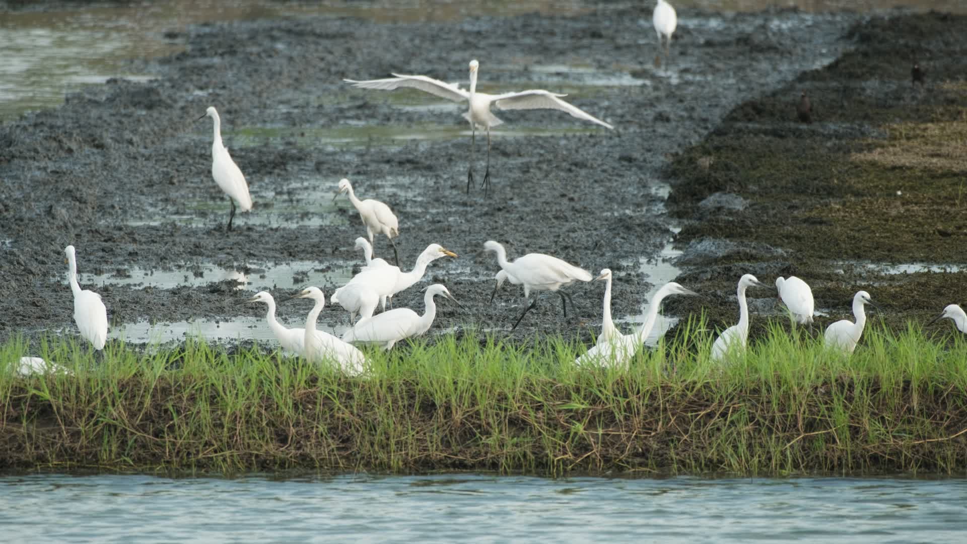 白鹭飞禽飞鸟大白鹭飞翔沼泽湿地飞翔视频的预览图