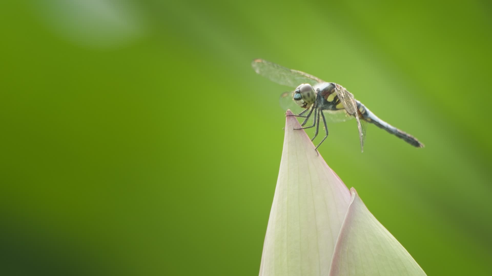 荷花荷叶莲蓬夏天蜻蜓池塘沼泽湿地视频的预览图