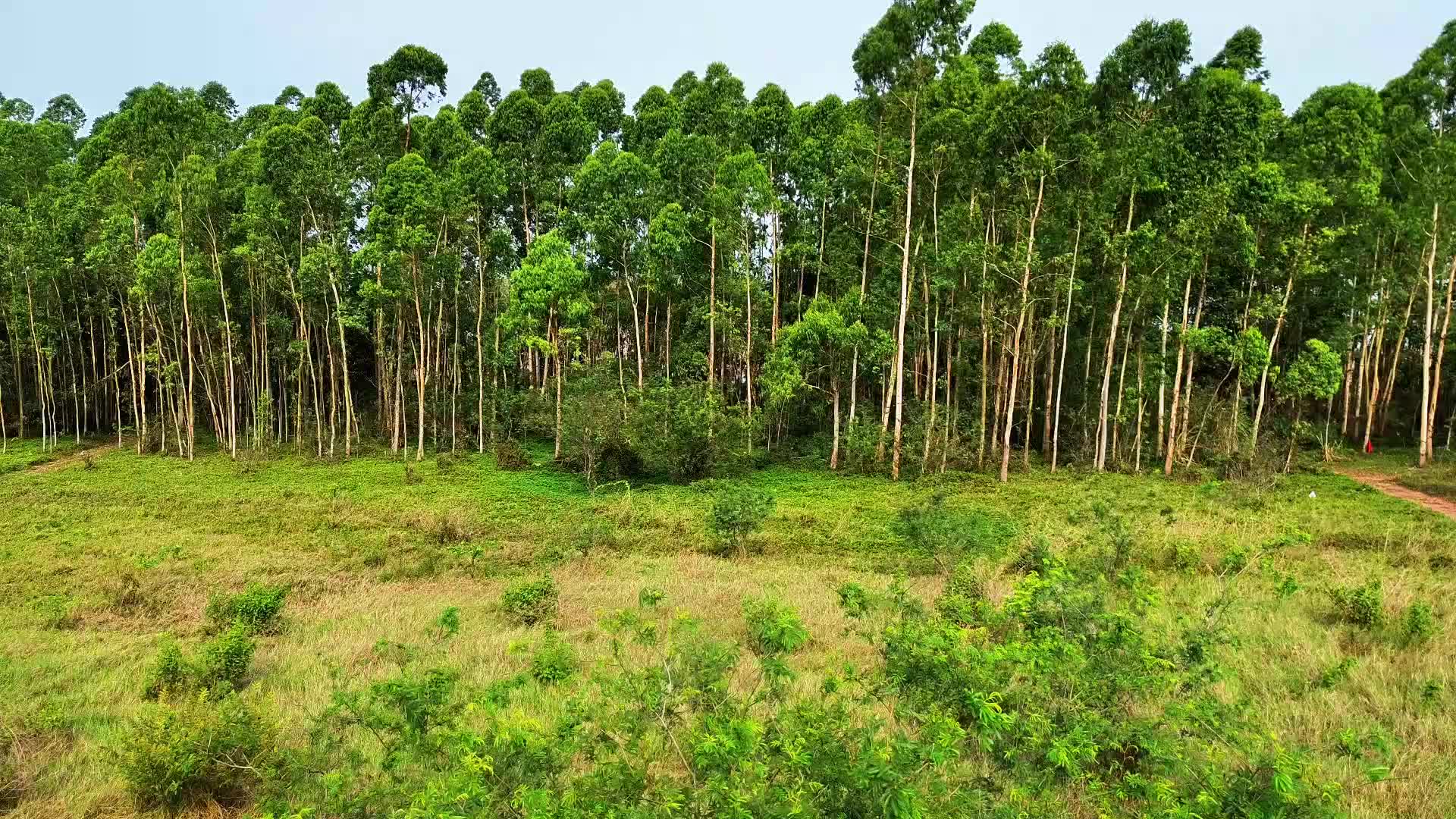 小叶桉树林视频视频的预览图