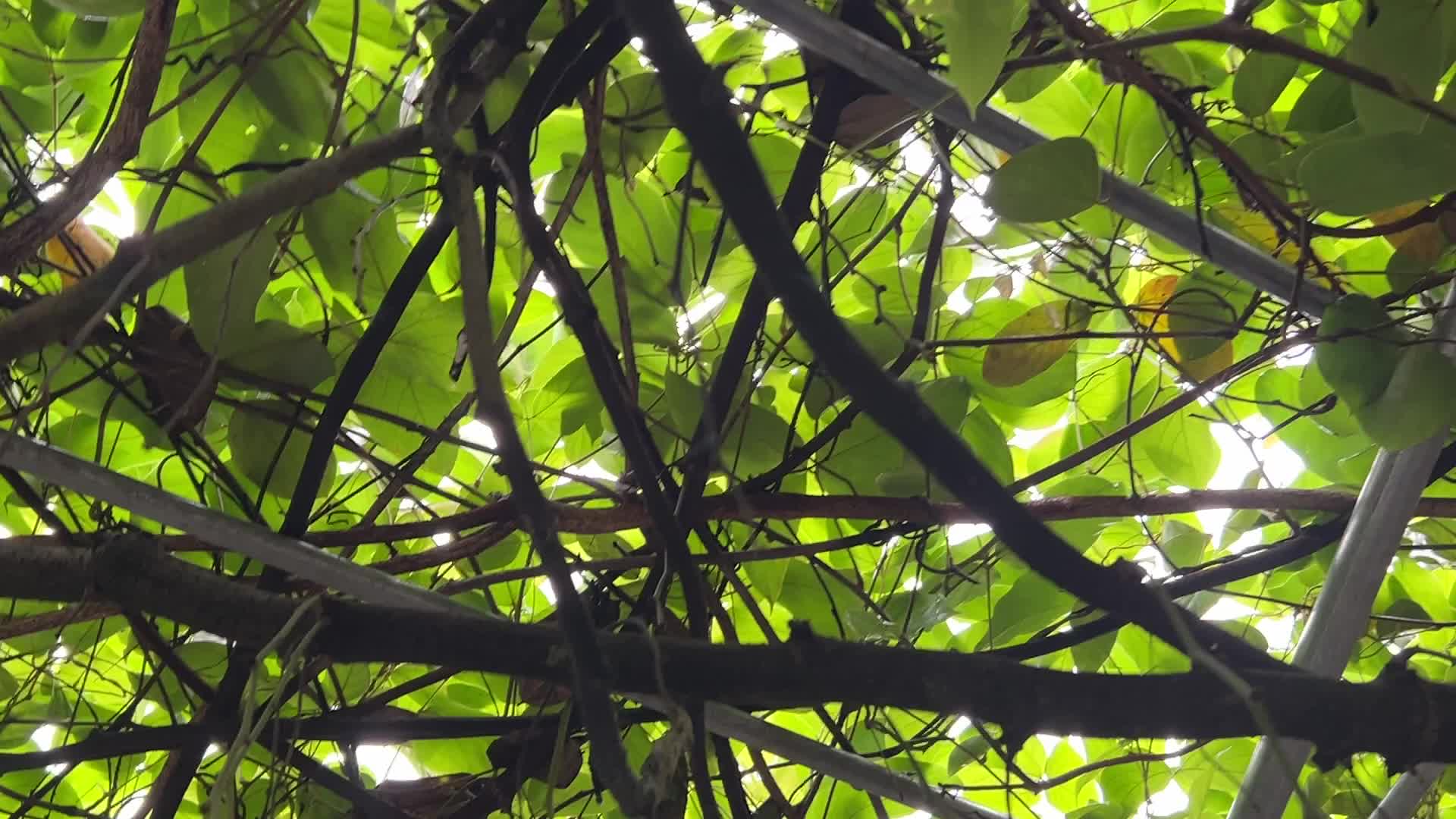 野外树叶阳光绿叶户外空镜头视频的预览图