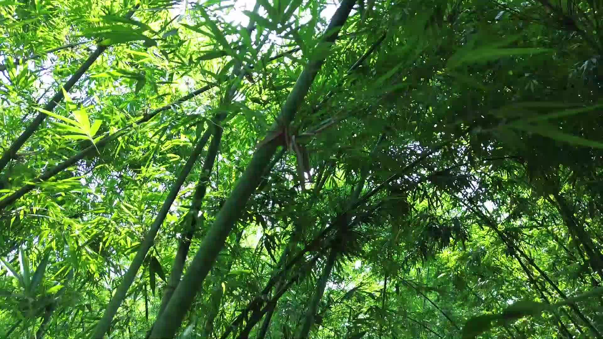 竹林深处视频视频的预览图