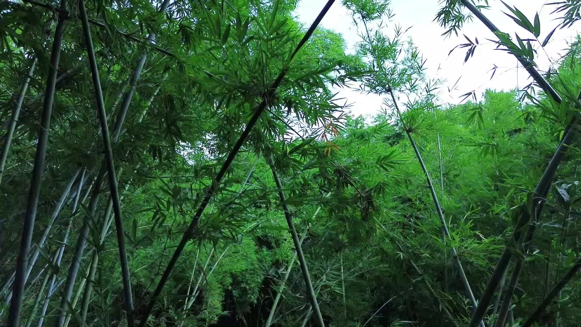 竹林深处视频视频的预览图