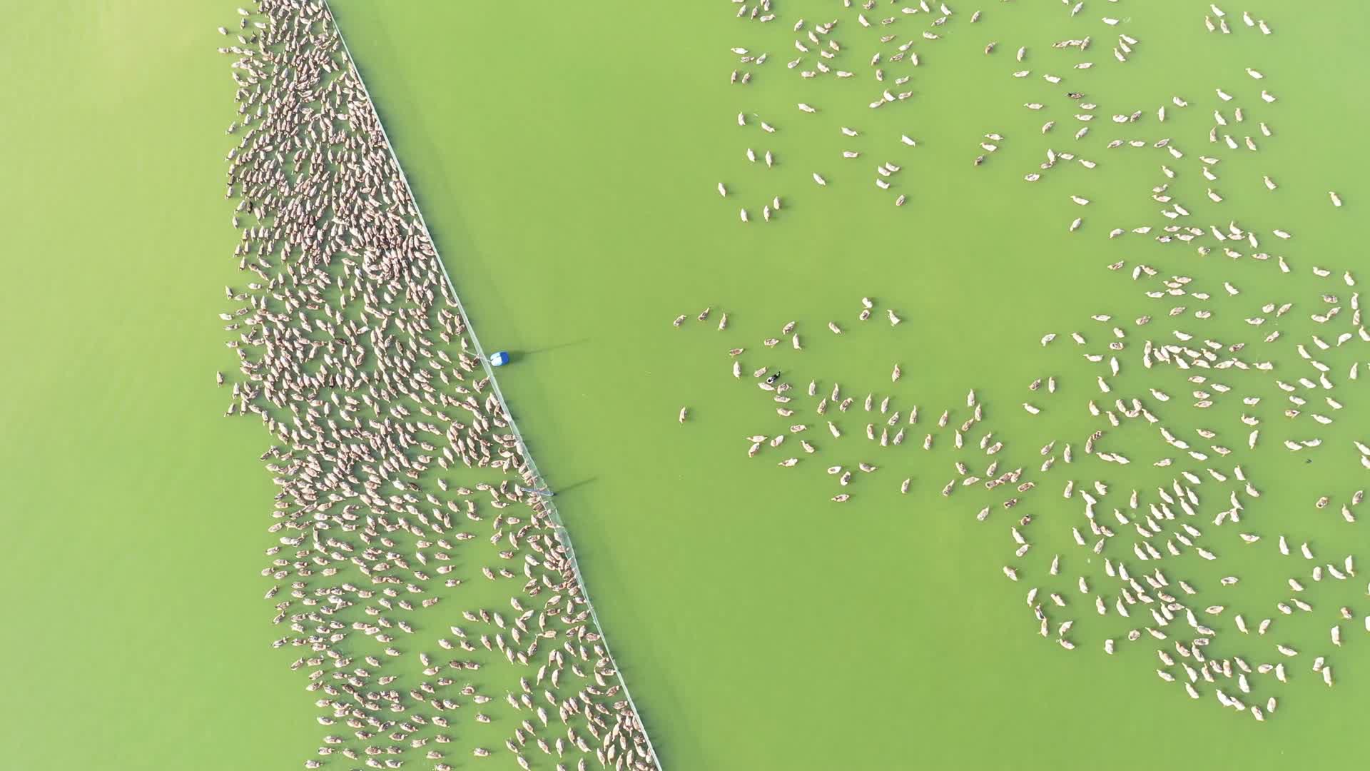 湖面散养鸭群视频的预览图