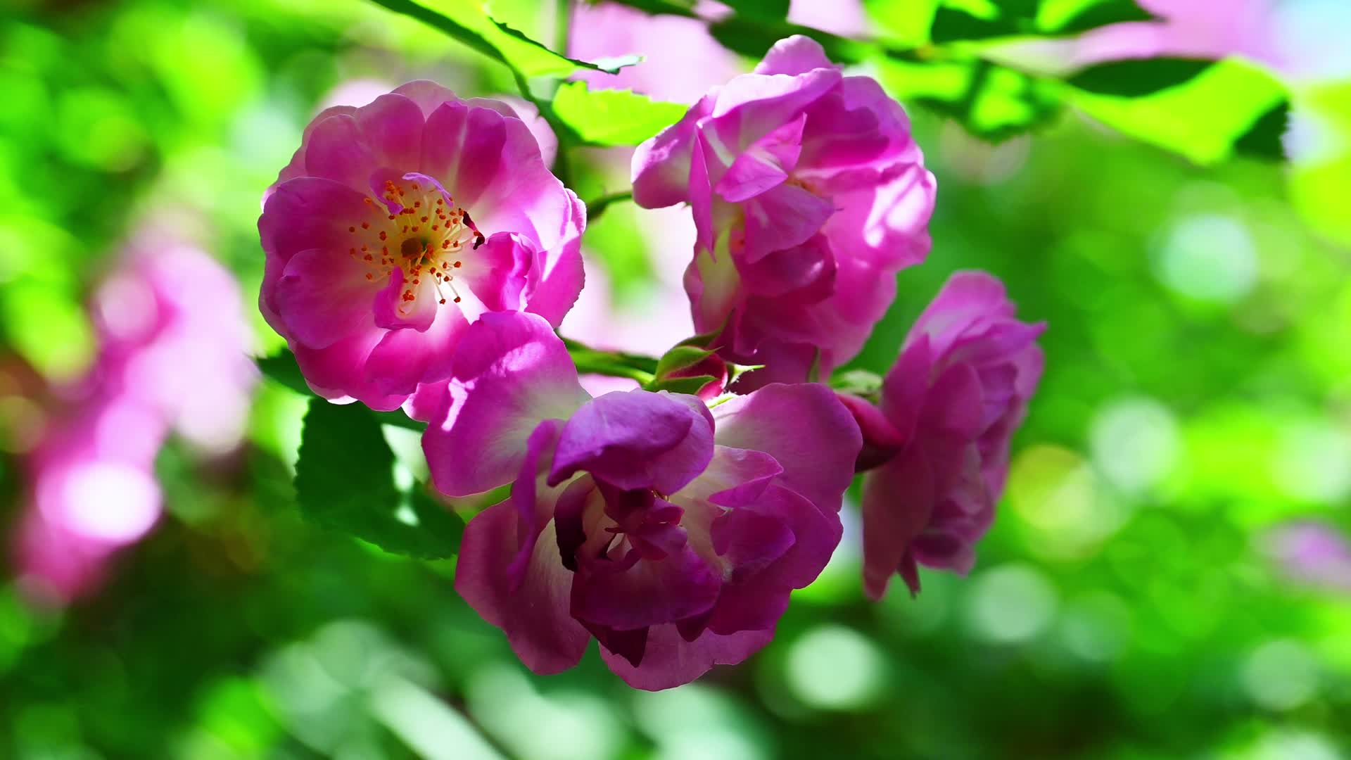 蔷薇花开视频的预览图