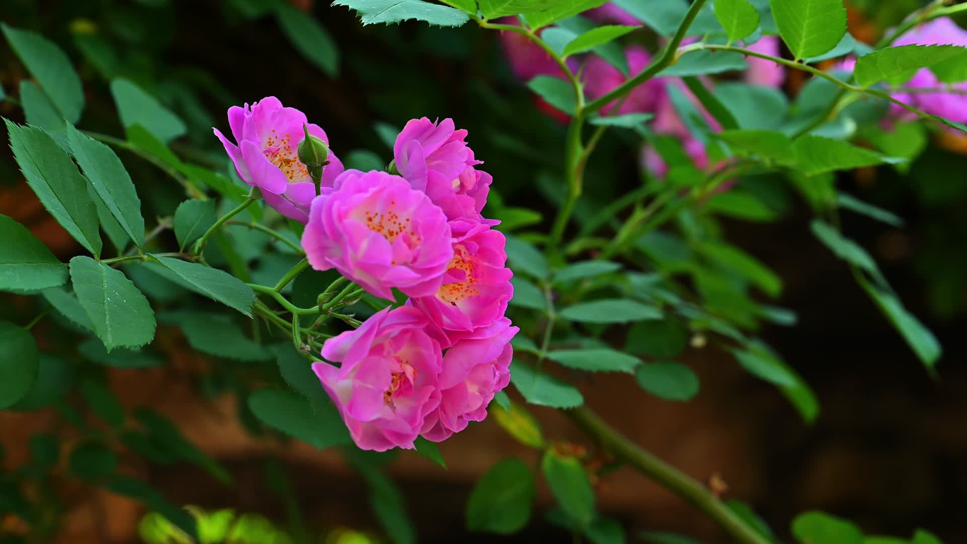 盛开的蔷薇花视频的预览图