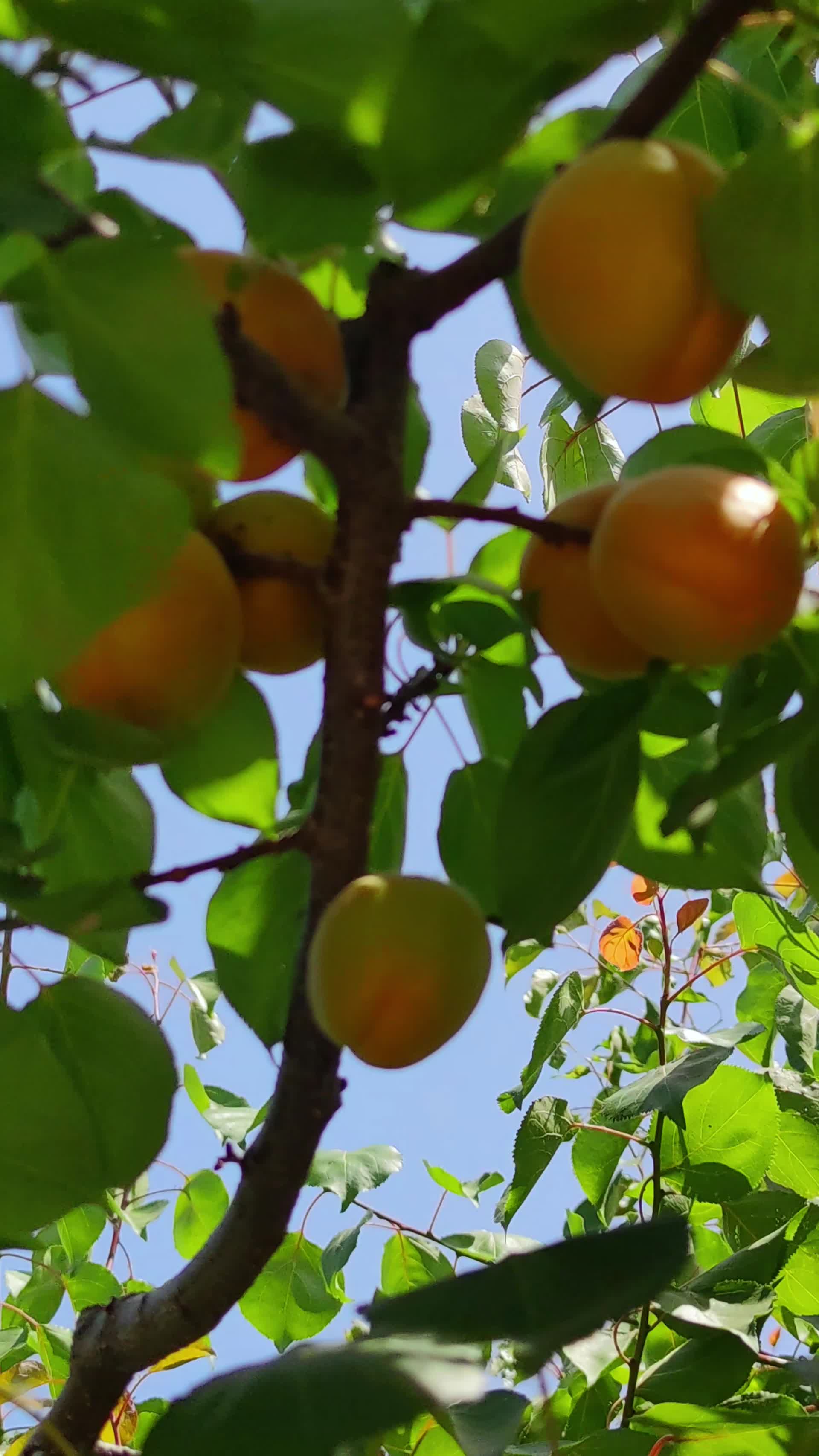 杏树林果树成熟了视频的预览图