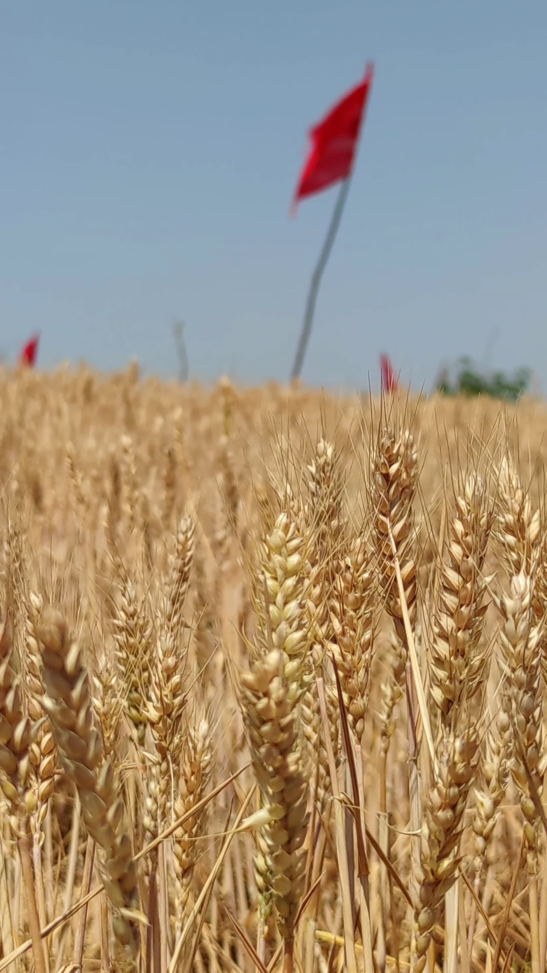 农业生产麦田收割视频的预览图