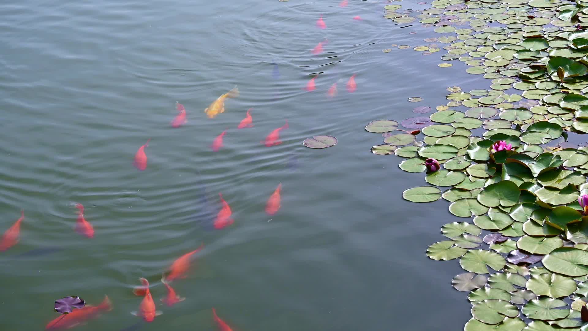 夏天池塘里盛开的睡莲在水流下摇动视频的预览图
