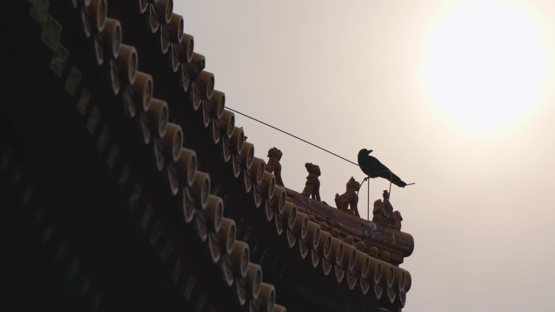 紫禁城屋脊鸟喜鹊光影视频的预览图