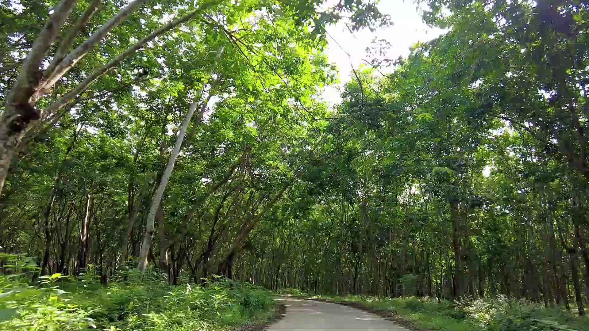 海南橡胶树橡胶林视频视频的预览图