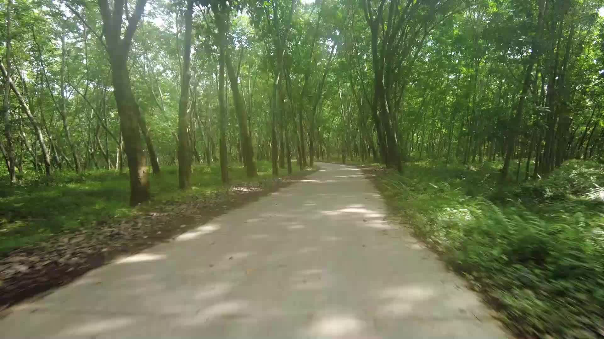 海南橡胶树橡胶林视频视频的预览图