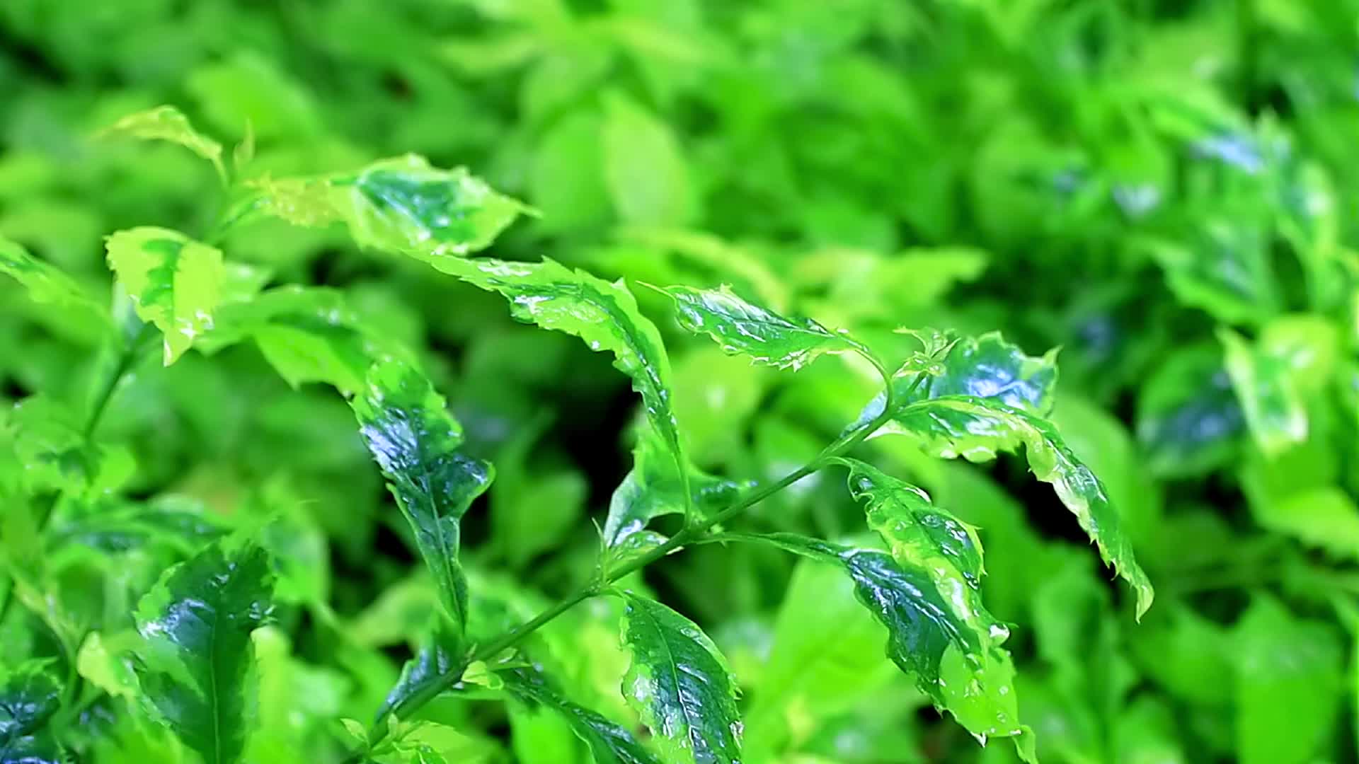 小雨微风中鲜绿的植物轻轻摇曳高清视频的预览图