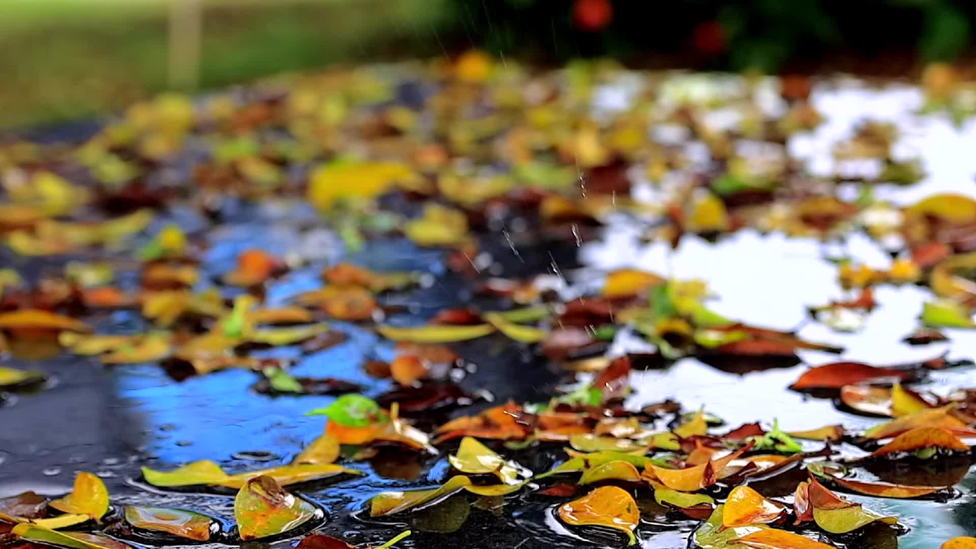 雨滴洒落地面树叶上的慢镜头高清视频的预览图