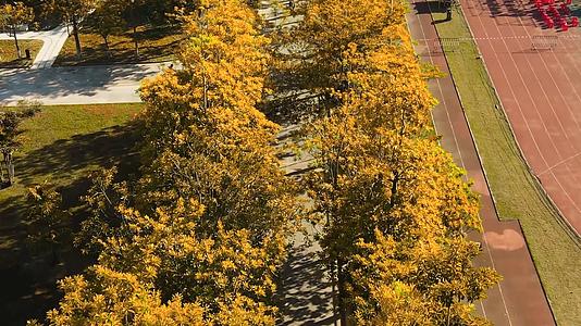 4K航拍秋季校园秋叶道路视频的预览图