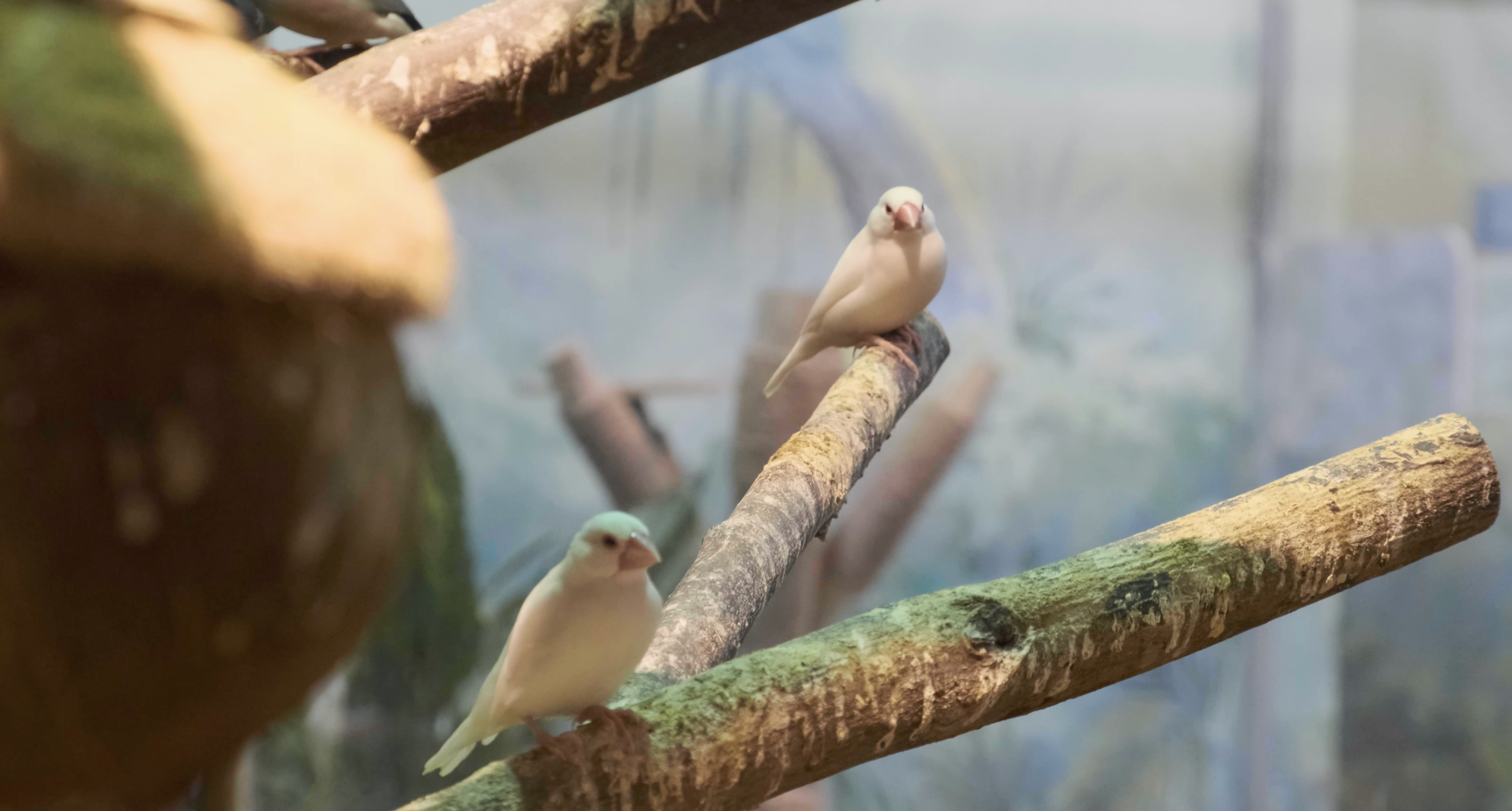 在树枝上栖息的小鸟视频的预览图