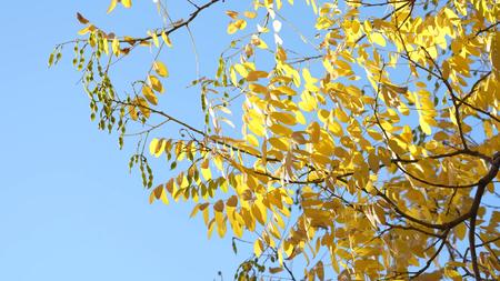 秋季金色银杏黄叶视频的预览图