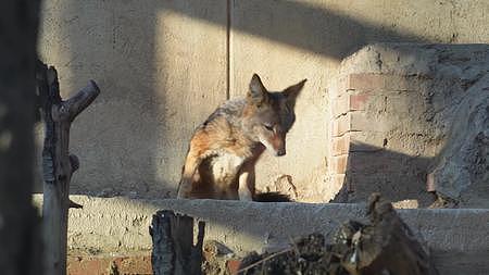 镜头合集动物园里的藏狐和狼视频的预览图