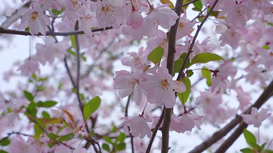植物园樱花盛开绽放鲜艳美丽视频的预览图