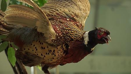 红腹锦鸡观赏鸟类标本模型视频的预览图