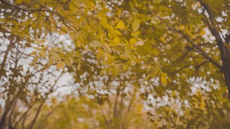 入秋黄叶随风飘落高帧视频的预览图