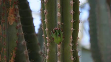 仙人掌仙人球沙漠植物视频的预览图