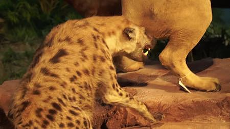 猎狗狮子鬣狗野兽捕猎捕食大草原标本视频的预览图