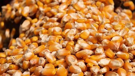 玉米丰收粮食晾晒视频的预览图