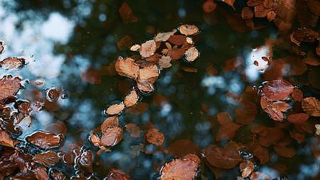 秋叶落水视频的预览图