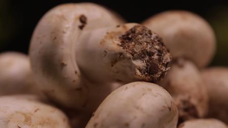 镜头合集口蘑蘑菇白蘑菇鲜蘑视频的预览图