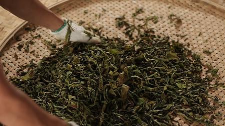茶农制茶传统手工揉捻茶工艺视频的预览图
