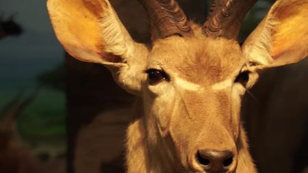 羚羊瞪羚羊山羊野生动物视频的预览图