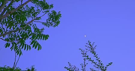 8K实拍月亮升起意境唯美树叶飘动视频的预览图