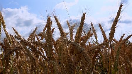 秋田丰收饱满的大麦稻谷视频的预览图