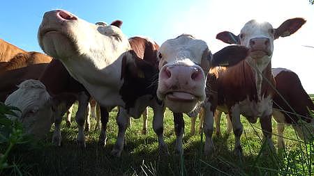 一群牛吃草近景特写镜头视频的预览图