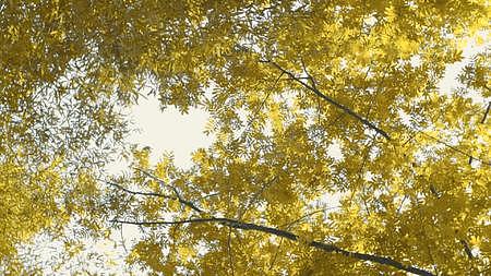 旋转的树木树林阳光穿透树叶穿行视频的预览图