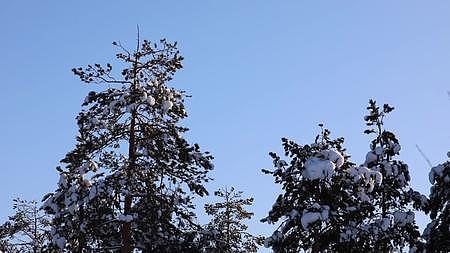 松鼠冬季森林大雪中觅食视频的预览图