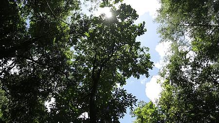 原始森林树木茂盛阳光明媚视频的预览图