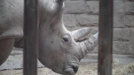 动物园里的白犀牛视频的预览图