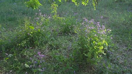 长满紫色野花的花园里慢镜头运镜视频的预览图