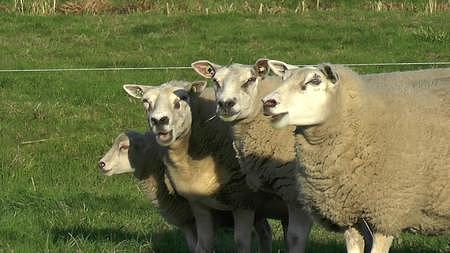 草原大肥羊吃草视频的预览图
